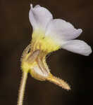 Small butterwort